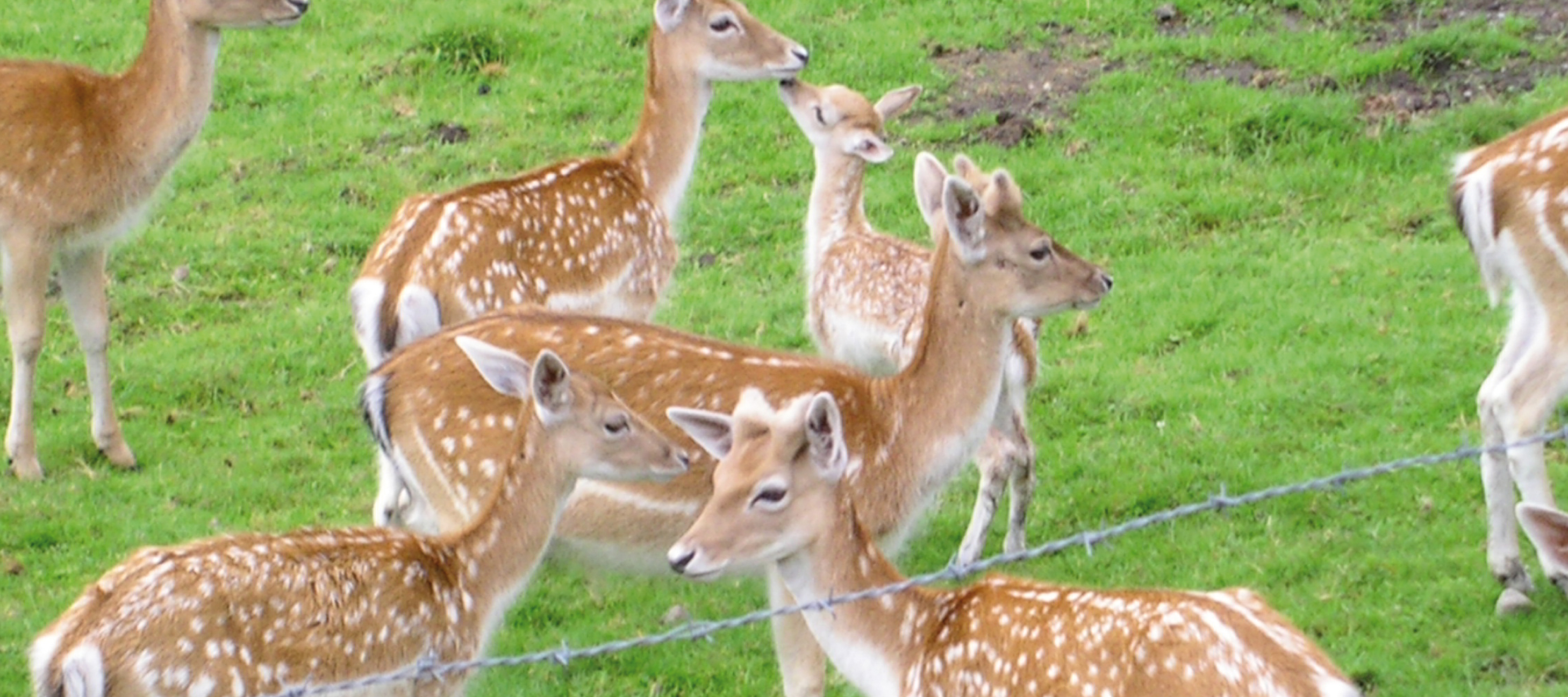 les animaux de l'auberge des fontaines